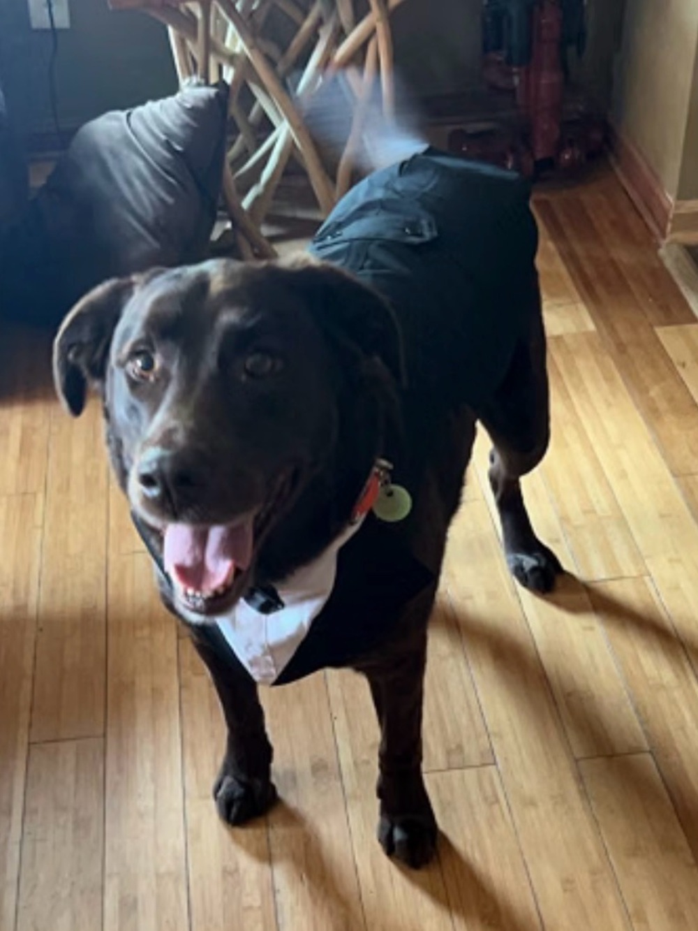 XL Dog Tuxedo Jacket in Black - Classic Pet Formalwear